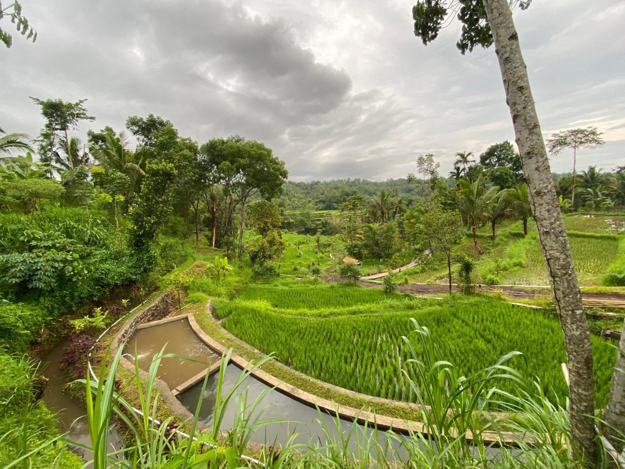 The Alam Tetebatu Bungalow & Restaurant Экстерьер фото